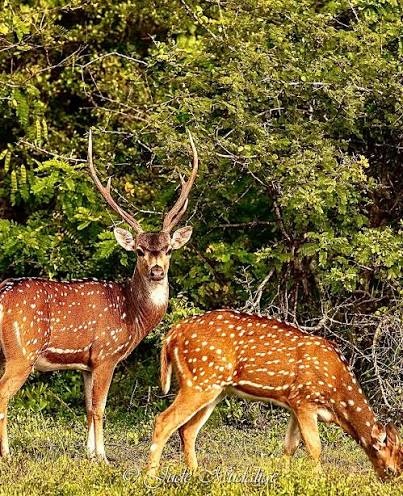 Sri Lankan Axis Deer, Spotted Deer (Axis axis ceylonensis) in Wilpattu National Park